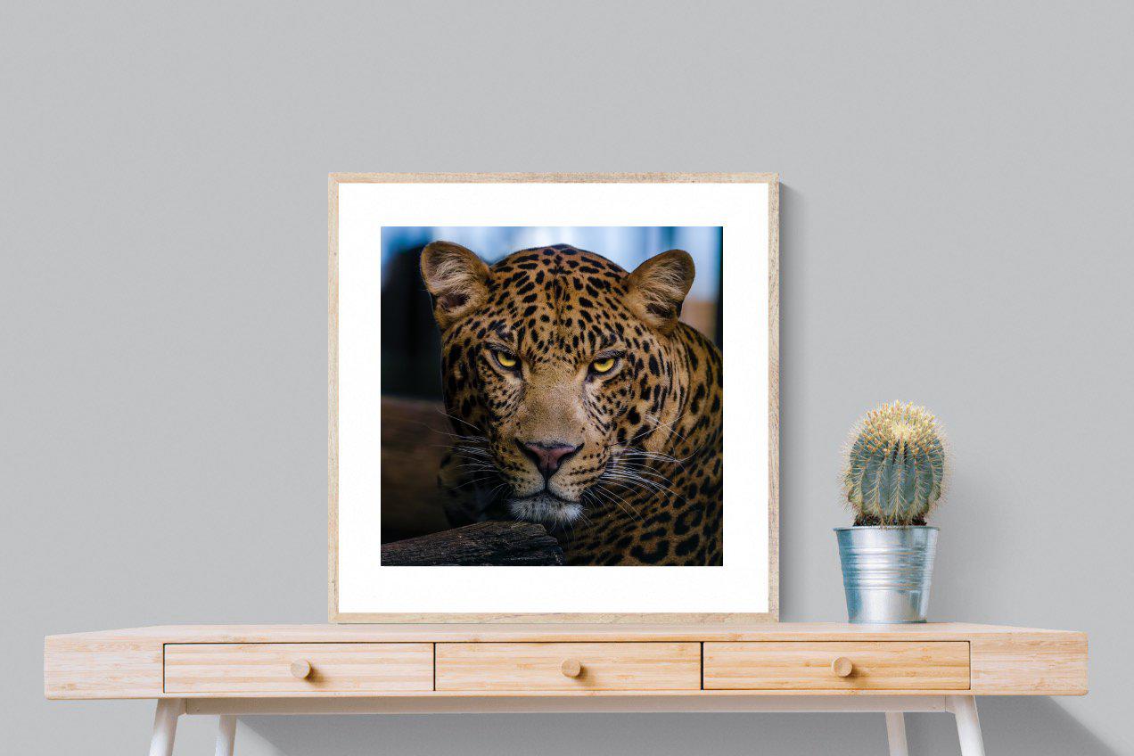 Contempt-Wall_Art-80 x 80cm-Framed Print-Wood-Pixalot