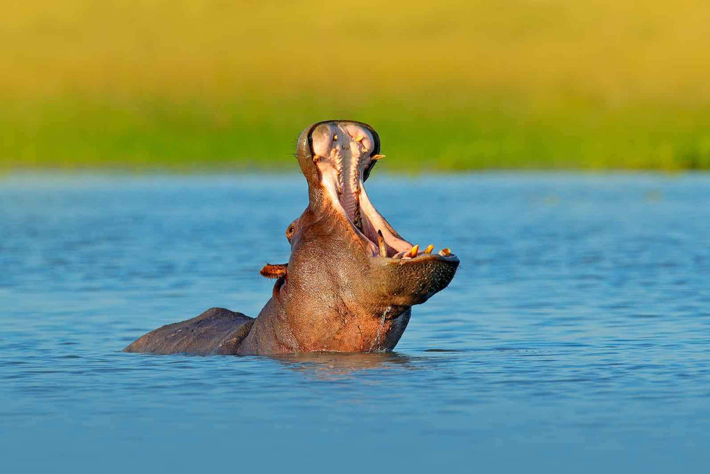 Hippo-Wall_Art-Pixalot