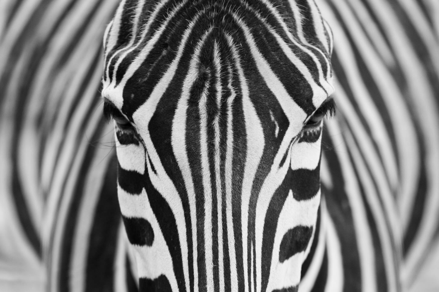 Striped Focus