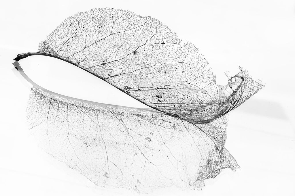 Old Leaf-Wall_Art-Pixalot