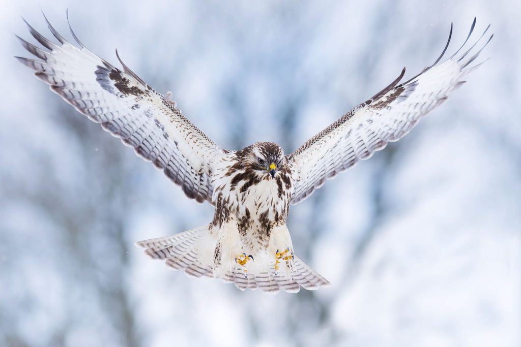 Jackal Buzzard-Wall_Art-Pixalot